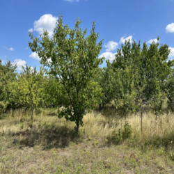 Продам участок на Лелековке фото 5 Продам участок на Лелековке фото 5