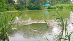 ��������� �������� ������ 17���. ������ ����� �� �����. ������������ ���� . ���� 2