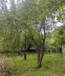 ��������� �������� ������ 17���. ������ ����� �� �����. ������������ ���� . ���� 8