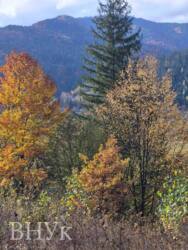 Продається 50 Соток Приватного Раю з Панорамним Видом та Власним Лісовим Краєм — Ідеально для Будівництва Шале чи Гірського Комплексу! фото 3 Продається 50 Соток Приватного Раю з Панорамним Видом та Власним Лісовим Краєм — Ідеально для Будівництва Шале чи Гірського Комплексу! фото 3