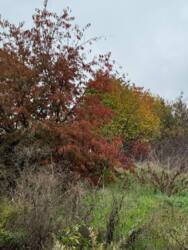 Ділянка в Чорноморську на Новому Бугово фото 2 Ділянка в Чорноморську на Новому Бугово фото 2