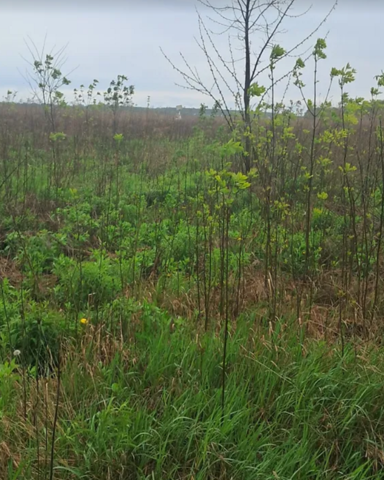 Продаж земельної ділянки під житлову забудову фото 1 Продаж земельної ділянки під житлову забудову фото 1