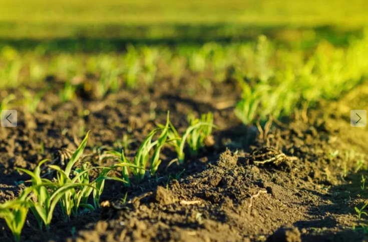 ������ ������ ���� 1