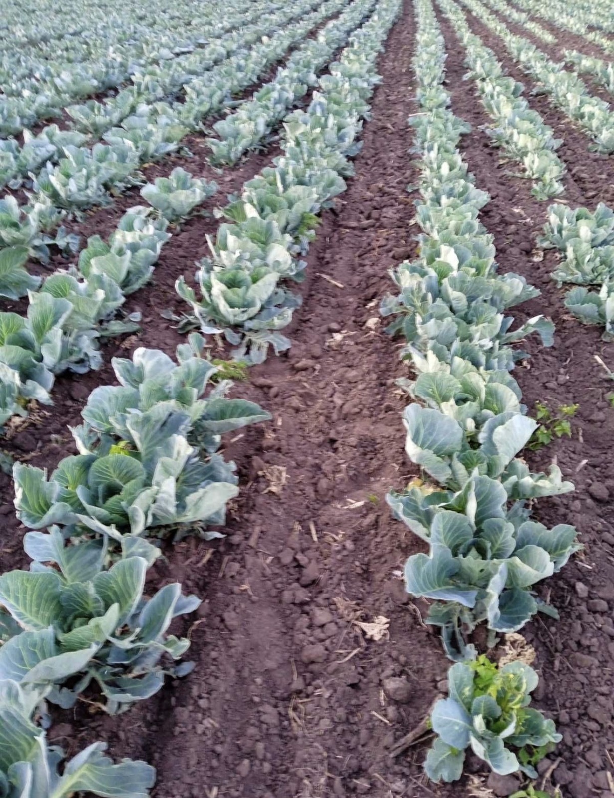 ������ �������� ������ (���) ���� 1