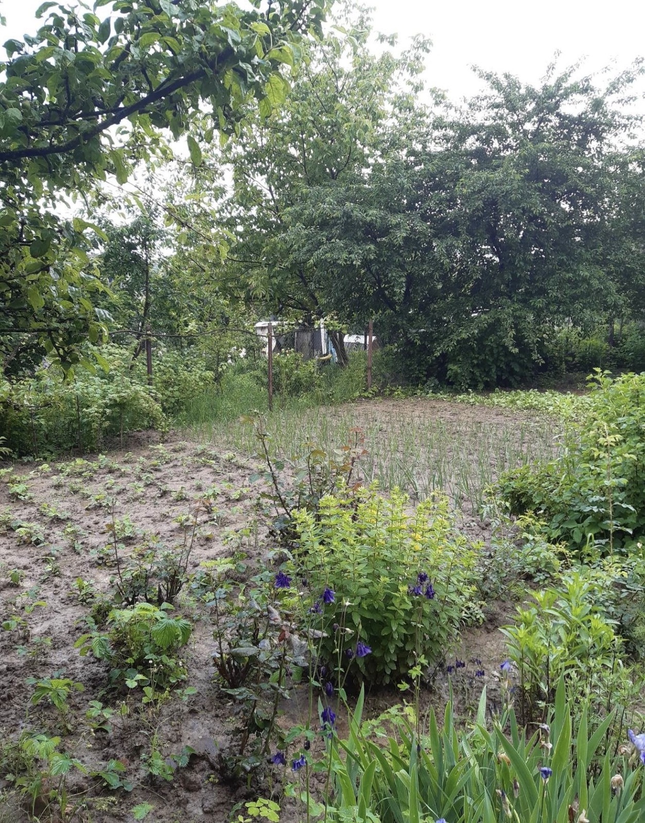 ������ ������ ���� 1