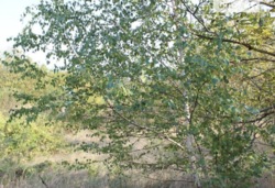 ������ �������� ������ �� ���. �������, ����� 6 ����� ���� 5