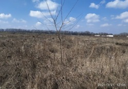 Продаж земельної ділянки сільськогосподарського призначення в селі Вінницькі Хутори, Вінницькій області, площа 20 соток фото 1 Продаж земельної ділянки сільськогосподарського призначення в селі Вінницькі Хутори, Вінницькій області, площа 20 соток фото 1