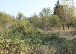 ������ �������� ������ �� ���. �������, ����� 6 ����� ���� 6