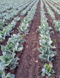 ������ �������� ������ (���) ���� 1