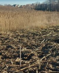 Продаж земельної ділянки сільськогосподарського призначення, площа 12 соток фото 2 Продаж земельної ділянки сільськогосподарського призначення, площа 12 соток фото 2