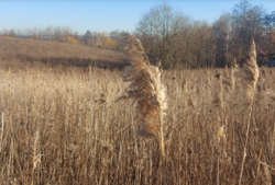 Продаж земельної ділянки сільськогосподарського призначення, площа 12 соток фото 1 Продаж земельної ділянки сільськогосподарського призначення, площа 12 соток фото 1