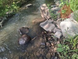 Продається чудова ділянка біля Воєводина! фото 7 Продається чудова ділянка біля Воєводина! фото 7