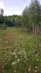 Продаж земелтної ділянки під будівництво! фото 4 Продаж земелтної ділянки під будівництво! фото 4