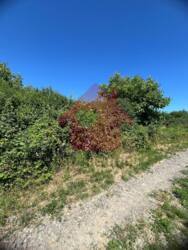 Продається чудова ділянка не подалік Ужгорода фото 6 Продається чудова ділянка не подалік Ужгорода фото 6