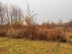 Продаж 5 земельних ділянок біля Сдовацького кордону. фото 1 Продаж 5 земельних ділянок біля Сдовацького кордону. фото 1