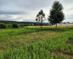 Продається ділянка в с. Невицьке! фото 3 Продається ділянка в с. Невицьке! фото 3