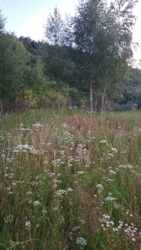 Продаж земелтної ділянки під будівництво! фото 3 Продаж земелтної ділянки під будівництво! фото 3