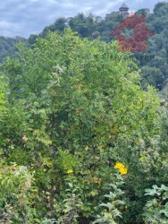 Продаж чудових ділянок в с.Кам'яниця фото 12 Продаж чудових ділянок в с.Кам'яниця фото 12