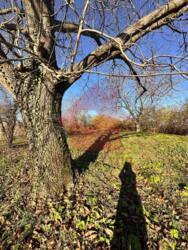 Продаж ділянки! Батфа! фото 2 Продаж ділянки! Батфа! фото 2