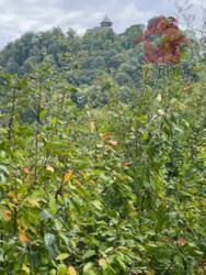 Продаж чудових ділянок в с.Кам'яниця фото 10 Продаж чудових ділянок в с.Кам'яниця фото 10