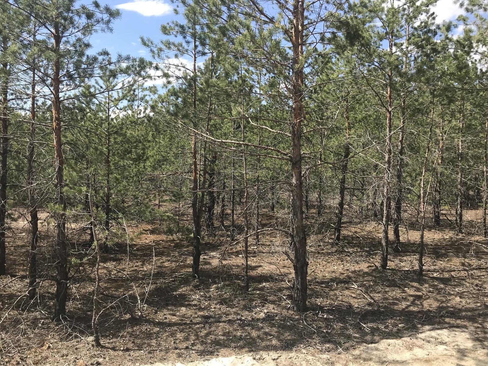 Продаж ділянки 12 соток з соснами в р-ні Forest, КМ Riviera Village, Вишгородський р-н фото 1 Продаж ділянки 12 соток з соснами в р-ні Forest, КМ Riviera Village, Вишгородський р-н фото 1