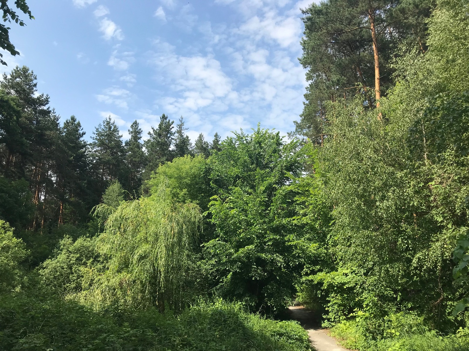 Продаж ділянки 60 сот серед сосен в Таценках, Обухівський р-н, вул. Лісна фото 1 Продаж ділянки 60 сот серед сосен в Таценках, Обухівський р-н, вул. Лісна фото 1