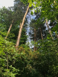 Продаж ділянки 60 сот серед сосен в Таценках, Обухівський р-н, вул. Лісна фото 9 Продаж ділянки 60 сот серед сосен в Таценках, Обухівський р-н, вул. Лісна фото 9