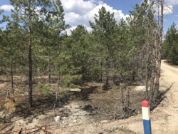   12     - Forest,  Riviera Village,  -  2
