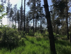 Продаж ділянки 37 соток з прямим виходом на воду, КМ Riviera Village, Вишгородський р-н, c. Лебедівка фото 7 Продаж ділянки 37 соток з прямим виходом на воду, КМ Riviera Village, Вишгородський р-н, c. Лебедівка фото 7