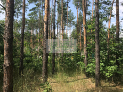 Продажа видового участка 10 сот. с выходом на воду + сосновый лес, Хотяновка, 3 км дамбы фото 7 Продажа видового участка 10 сот. с выходом на воду + сосновый лес, Хотяновка, 3 км дамбы фото 7