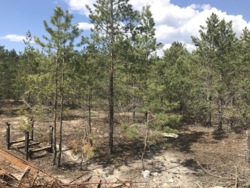   12     - Forest,  Riviera Village,  -  3