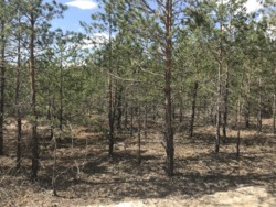   12     - Forest,  Riviera Village,  -  1