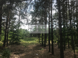 Продажа видового участка 10 сот. с выходом на воду + сосновый лес, Хотяновка, 3 км дамбы фото 5 Продажа видового участка 10 сот. с выходом на воду + сосновый лес, Хотяновка, 3 км дамбы фото 5