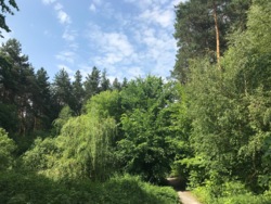 Продаж ділянки 60 сот серед сосен в Таценках, Обухівський р-н, вул. Лісна фото 1 Продаж ділянки 60 сот серед сосен в Таценках, Обухівський р-н, вул. Лісна фото 1