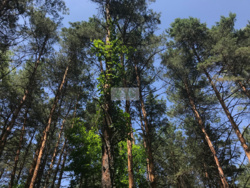 Продажа видового участка 10 сот. с выходом на воду + сосновый лес, Хотяновка, 3 км дамбы фото 3 Продажа видового участка 10 сот. с выходом на воду + сосновый лес, Хотяновка, 3 км дамбы фото 3