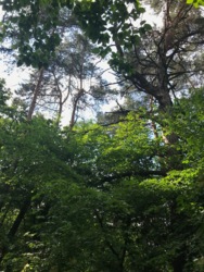 Продаж ділянки 60 сот серед сосен в Таценках, Обухівський р-н, вул. Лісна фото 8 Продаж ділянки 60 сот серед сосен в Таценках, Обухівський р-н, вул. Лісна фото 8