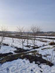 ������ �������� ������ �� �������� �.����� ���� 4