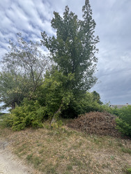 Земельна ділянка в с. Великі Бережці фото 6 Земельна ділянка в с. Великі Бережці фото 6