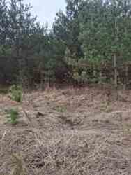 ������ �������� ������ �.����� ���� 1