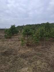 ������ �������� ������ �.����� ���� 8