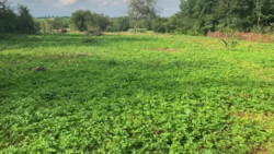 ������ �������� ������ �� ������� ��������, ����� 13 �����, ����� �� ���� 11