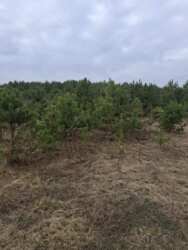 ������ �������� ������ �.����� ���� 7