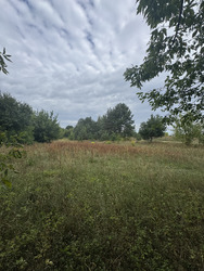 Земельна ділянка в с. Великі Бережці фото 2 Земельна ділянка в с. Великі Бережці фото 2
