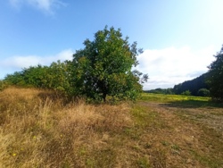🌱🏡  ĳ   ! 🏞🌳  17