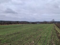 ��������� ������ �����������, ��������, ³��������, ³������� ���� 7