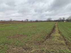 ��������� ������ �����������, ��������, ³��������, ³������� ���� 4