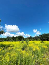 Земельна ділянка. Баранівка фото 4 Земельна ділянка. Баранівка фото 4