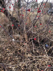 Земельна ділянка по вул.Білопільський шлях фото 4 Земельна ділянка по вул.Білопільський шлях фото 4