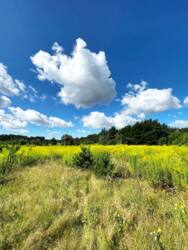 Земельна ділянка. Баранівка фото 6 Земельна ділянка. Баранівка фото 6