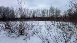 Ділянка під житлову забудову 10 соток Козин Дамба фото 3 Ділянка під житлову забудову 10 соток Козин Дамба фото 3